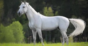 Rüyada Beyaz At Görmek