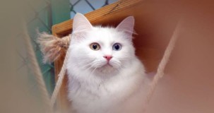 Rüyada Beyaz Kedi Görmek