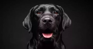 Rüyada Siyah Köpek Görmek