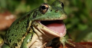 Rüyada Yeşil Kurbağa Görmek