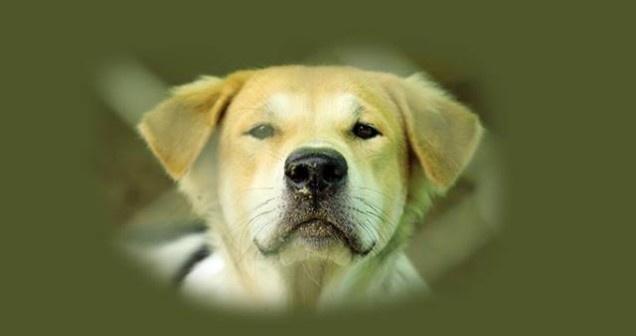 Rüyada Köpek Görmek