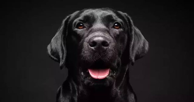 Rüyada Siyah Köpek Görmek